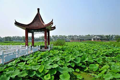 淮安金湖荷花荡 淮安金湖荷花荡