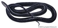 缢缩游蛇(Coluber constrictor) 缢缩游蛇(Coluber constrictor)