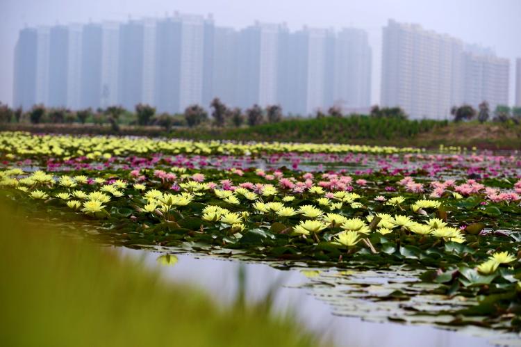 亚沙水生植物园 亚沙水生植物园