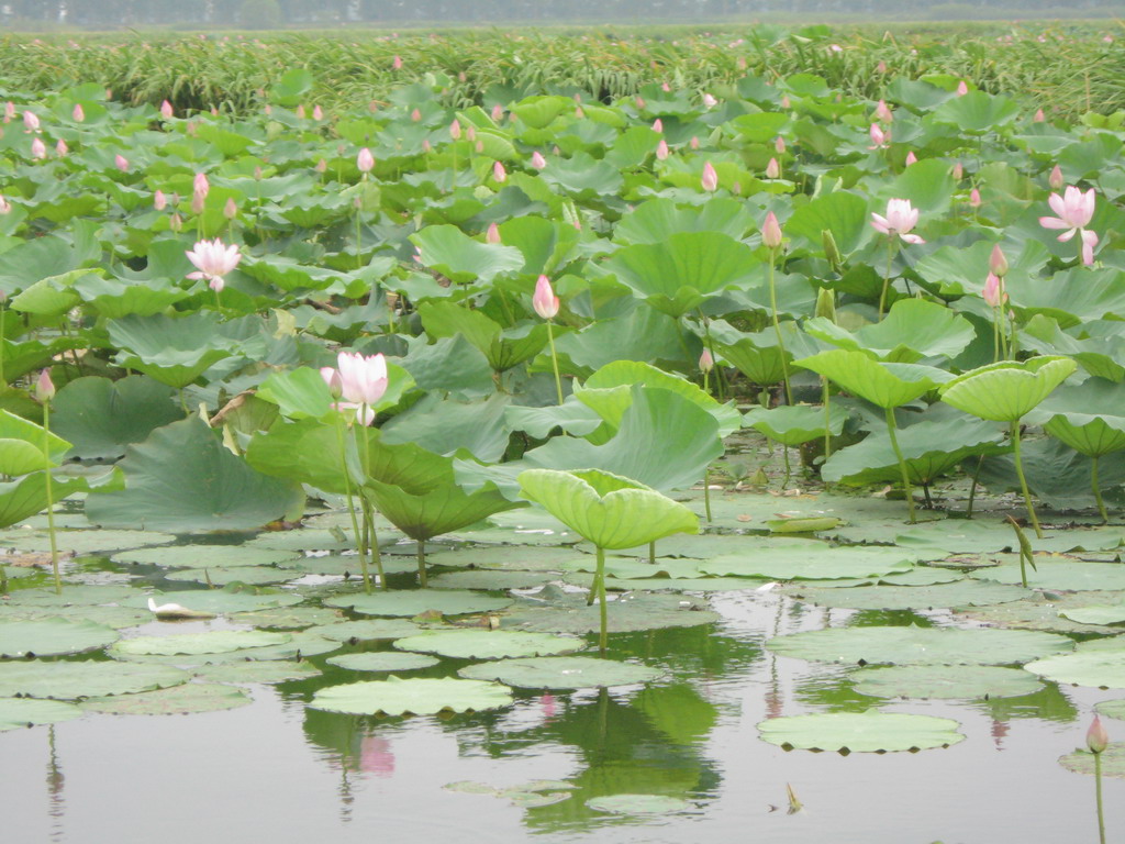 洪湖湿地自然保护区 洪湖湿地自然保护区