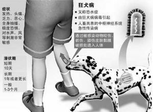 狂犬病潜伏期 狂犬病潜伏期