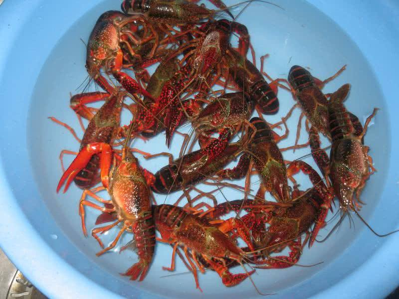 潜江龙虾 潜江龙虾