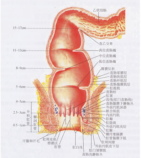 直肠功能 直肠功能