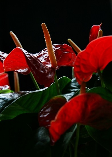 火鹤花 火鹤花