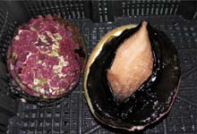 澳鲍 澳鲍