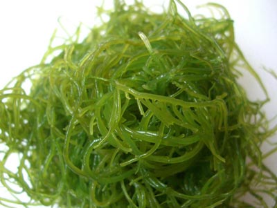 可食用海萝 可食用海萝