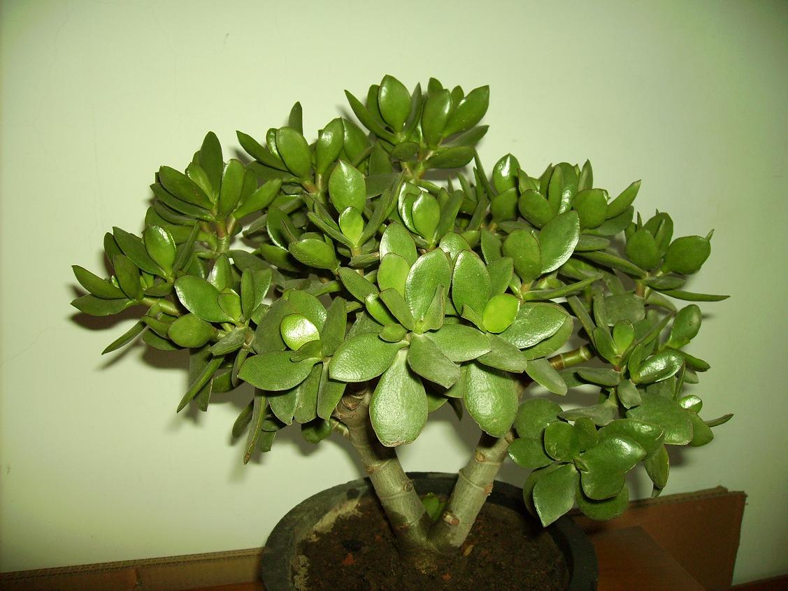 玉树 玉树