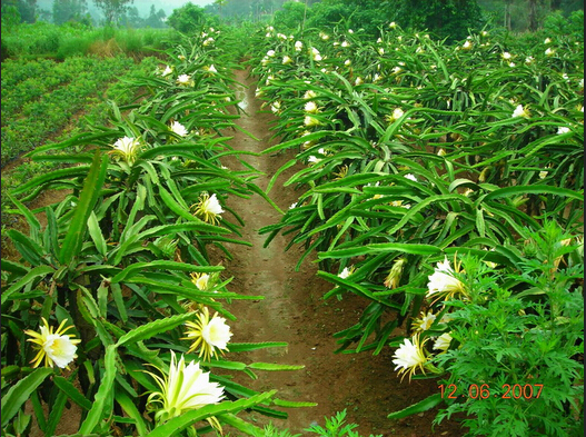 火龙果(仙人掌目仙人掌科植物) 火龙果(仙人掌目仙人掌科植物)