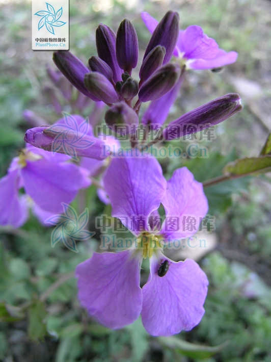 湖北诸葛菜 湖北诸葛菜