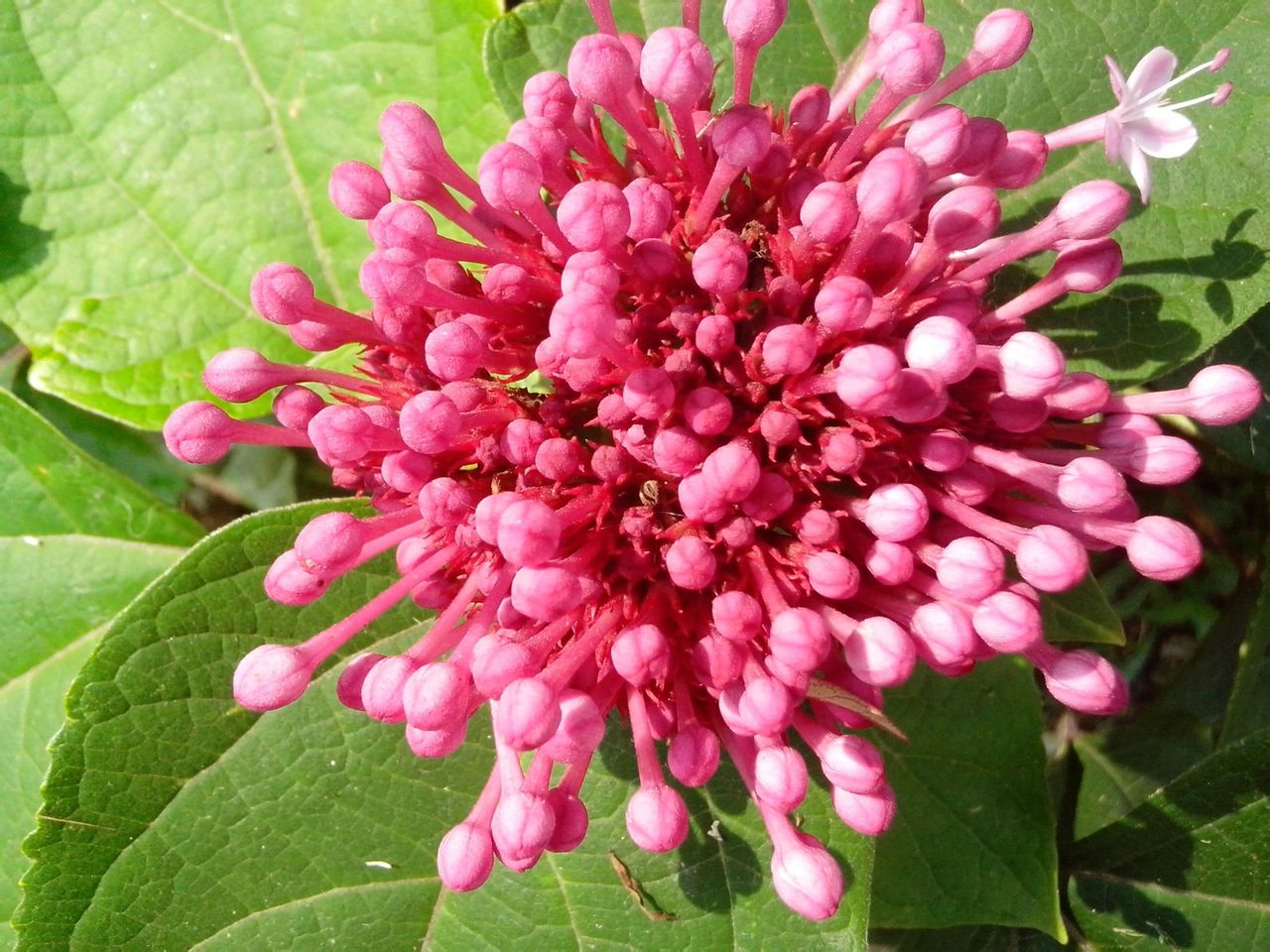 烟火花 烟火花