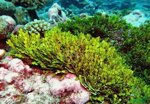 海洋藻类 海洋藻类