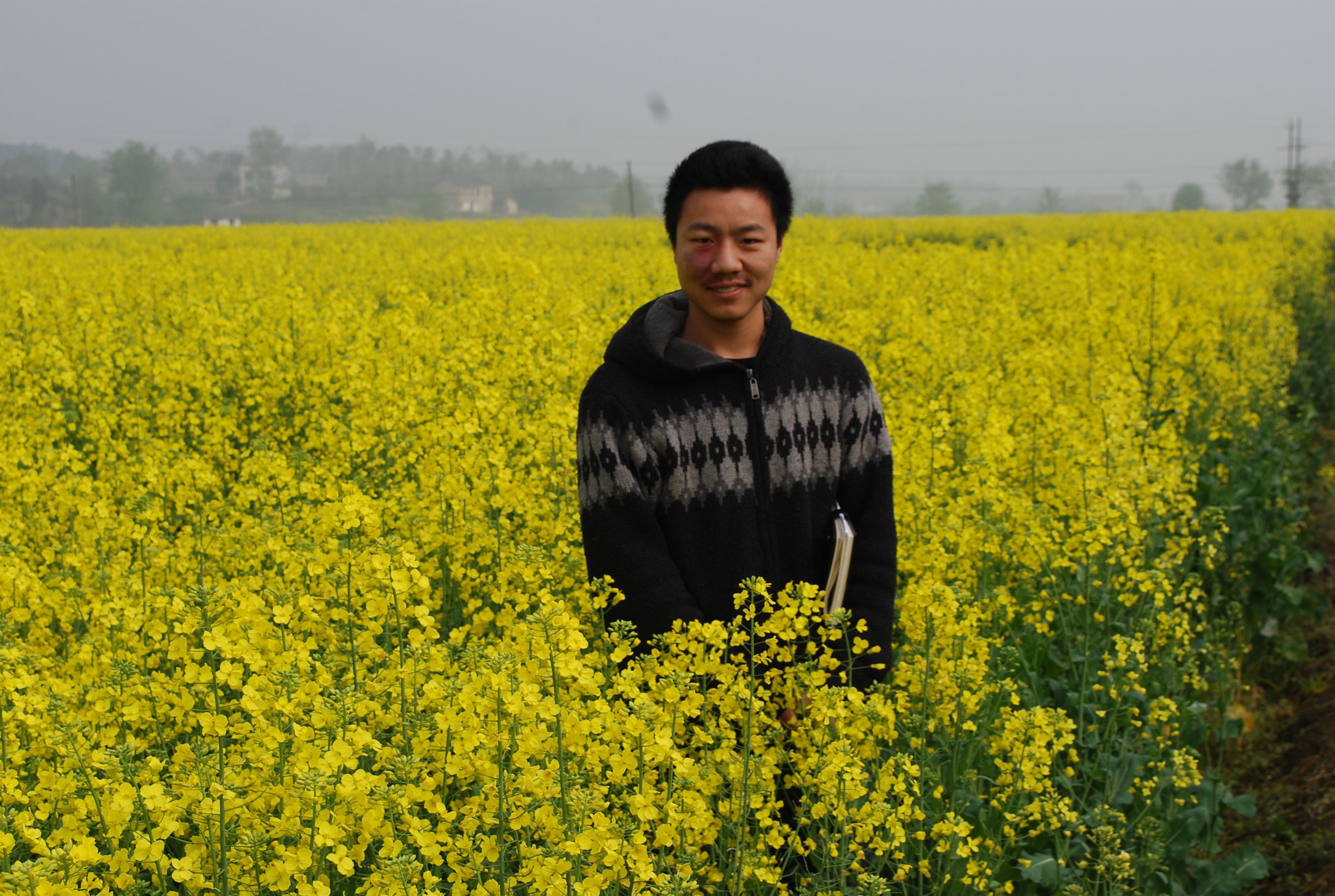 油菜基地照片 油菜基地照片