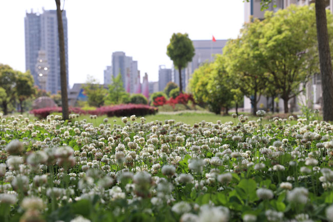 黄高春景 黄高春景