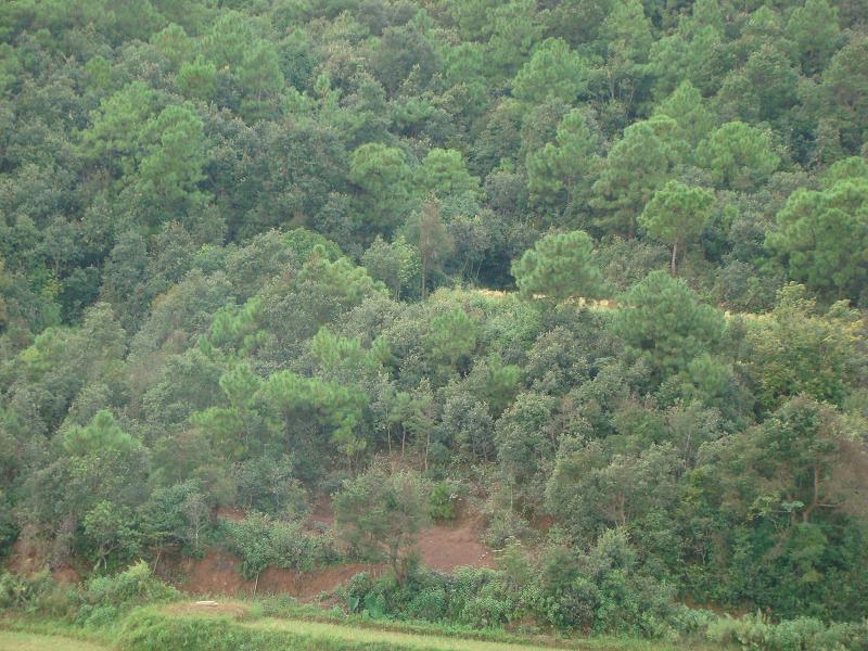 凉伞坡村-山林资源 凉伞坡村-山林资源
