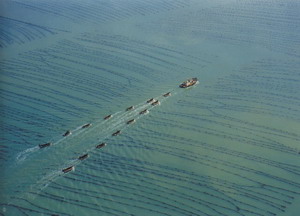 海洋牧场 海洋牧场