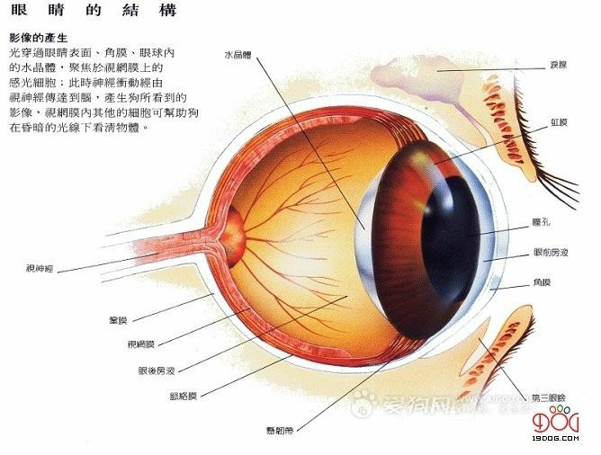 狗的眼睛结构 狗的眼睛结构