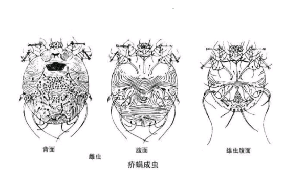 犬恶丝虫病 犬恶丝虫病