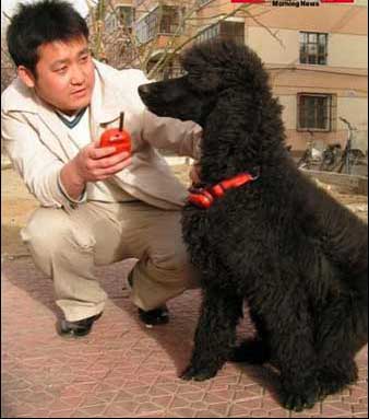狗语翻译机 狗语翻译机