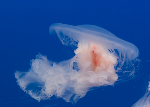 海蜇(中药) 海蜇(中药)