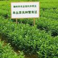 潮州凤凰茶 潮州凤凰茶