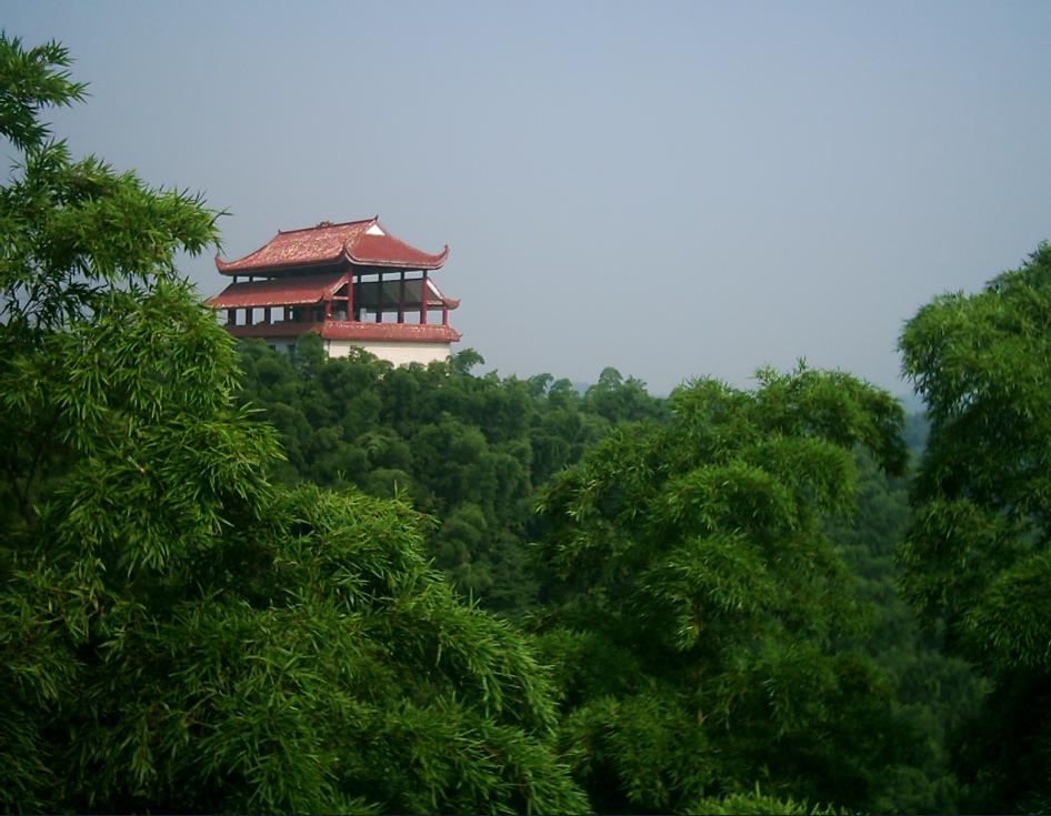 桃江县竹林 桃江县竹林