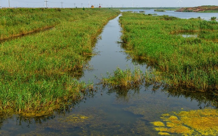 海兴湿地 海兴湿地