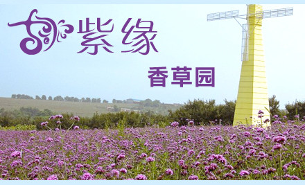 济南紫缘香草园 济南紫缘香草园