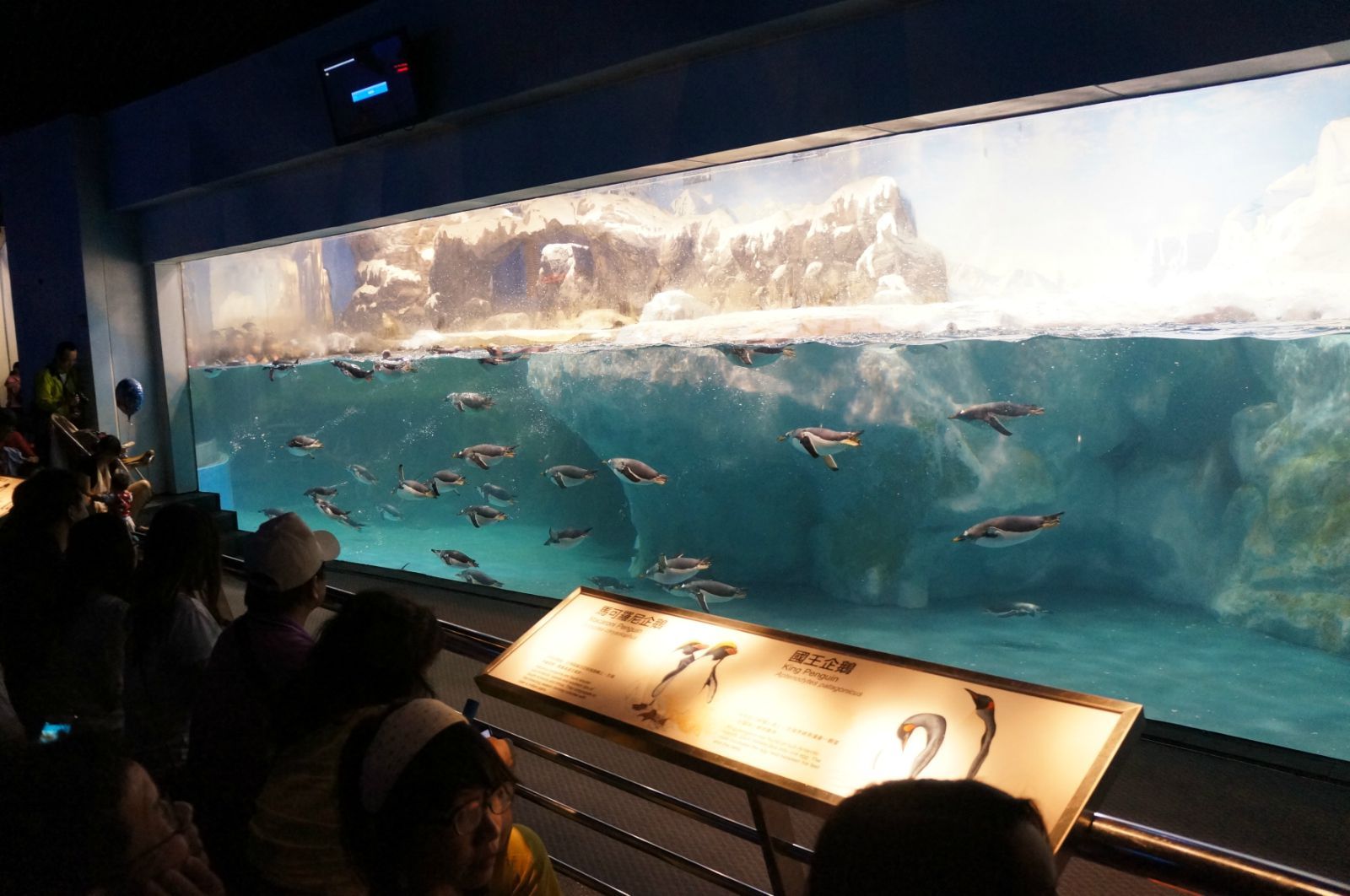 海洋生物博物馆 海洋生物博物馆
