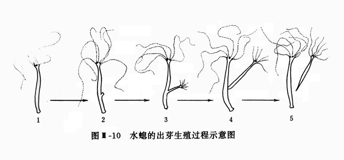 水螅的出芽生殖过程 水螅的出芽生殖过程