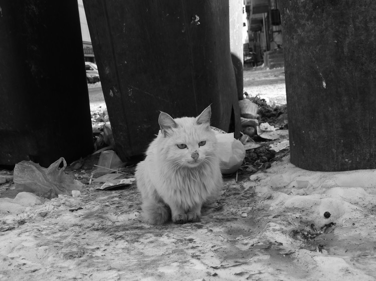 流浪猫 流浪猫