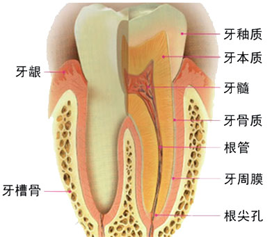 牙齿形象图 牙齿形象图