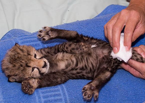 人工繁殖的小猎豹 人工繁殖的小猎豹