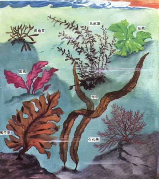 海藻-植物性状 海藻-植物性状
