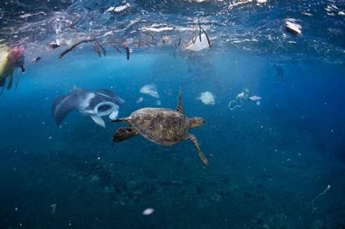 海洋污着生物 海洋污着生物