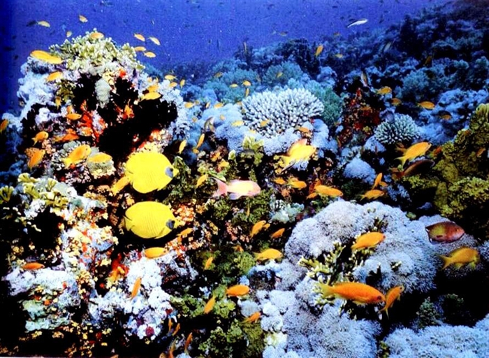 海洋生态系 海洋生态系