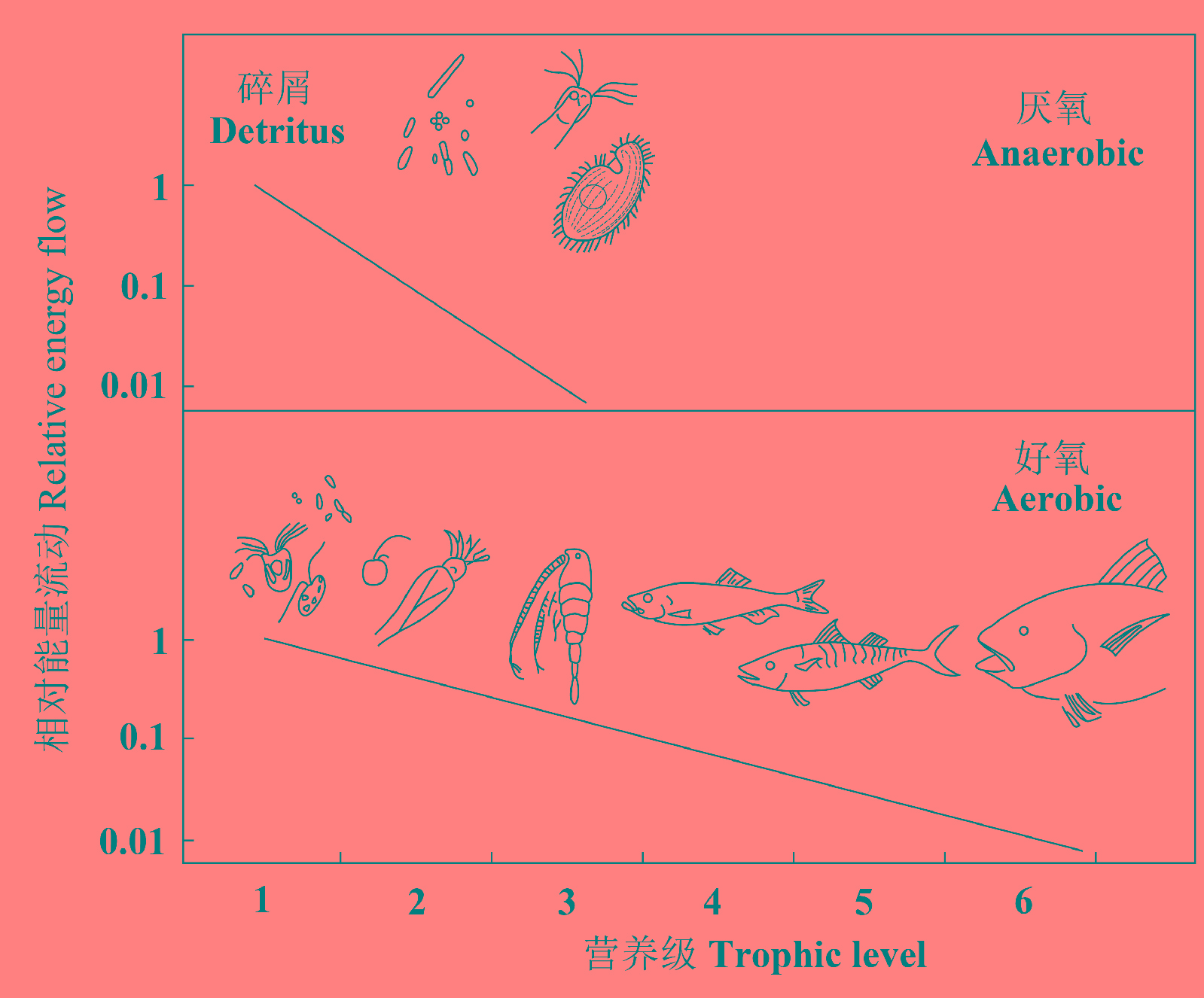 氧气应该允许地球上更长食物链的存在 氧气应该允许地球上更长食物链的存在