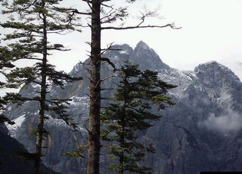 玉龙雪山植物 玉龙雪山植物