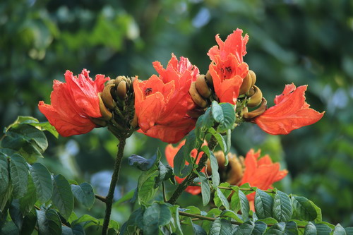 火焰木(花) 火焰木(花)