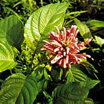 爵床科植物Jacobinia magnifica 爵床科植物Jacobinia magnifica