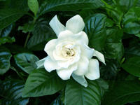 栀子花 栀子花