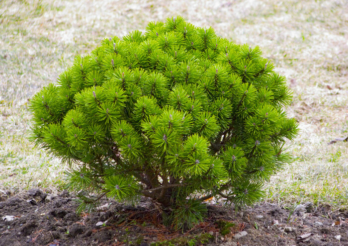灌木 灌木