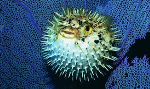 海洋生物 海洋生物