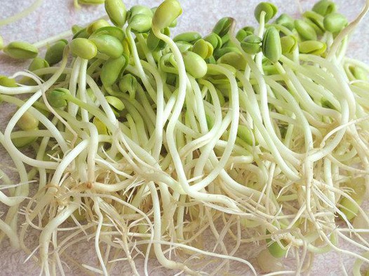 豆芽 豆芽