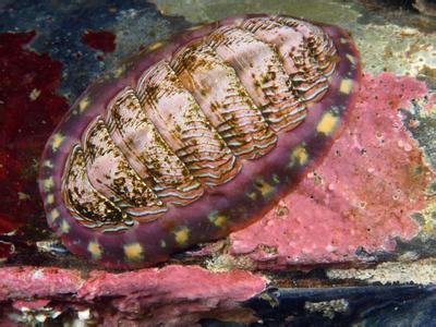 海洋生物(生物学术语) 海洋生物(生物学术语)