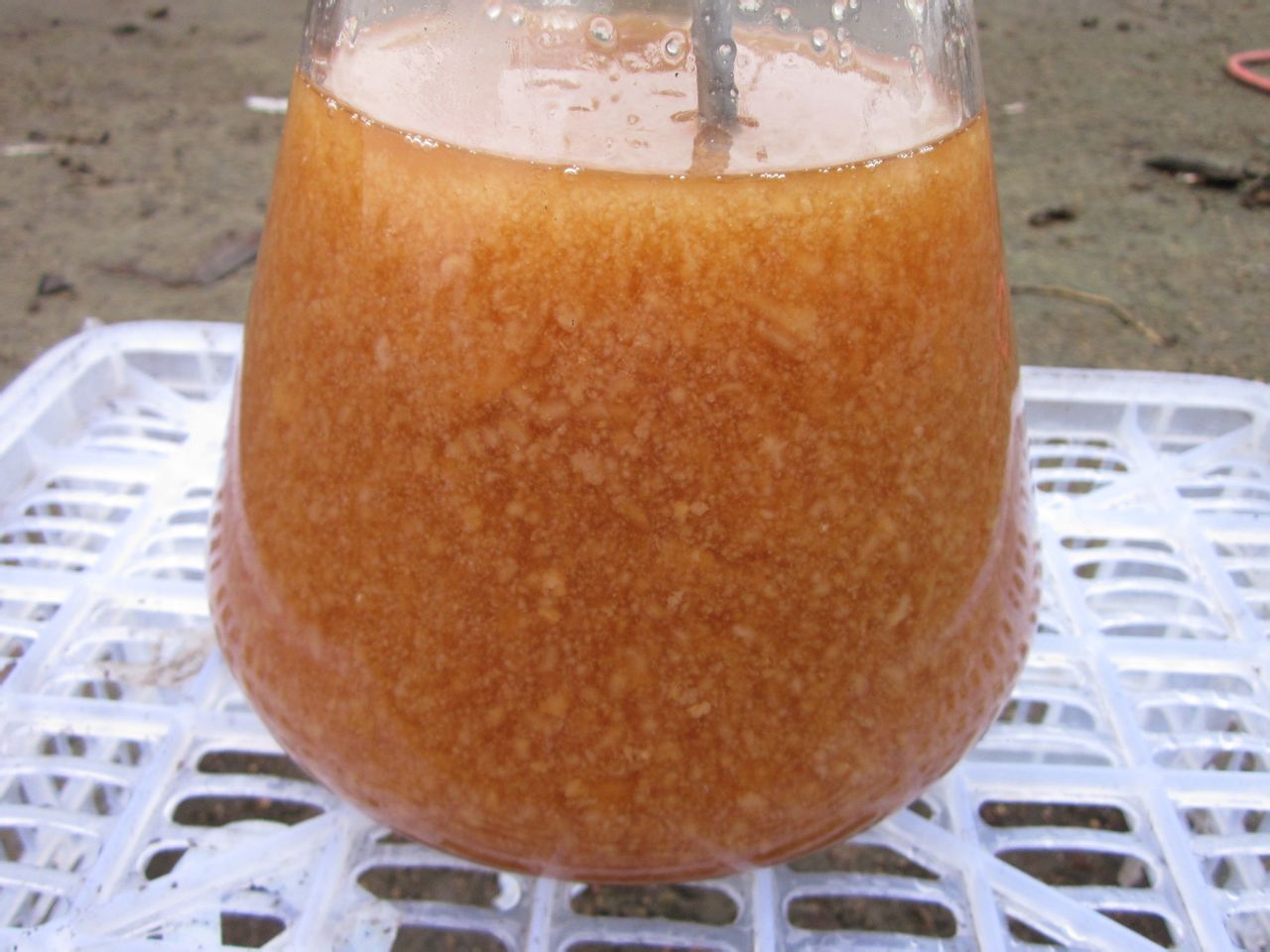 液体菌种 液体菌种
