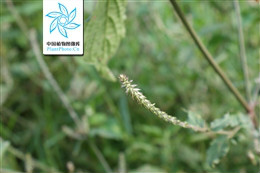 牛膝