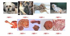 犬瘟热病 犬瘟热病