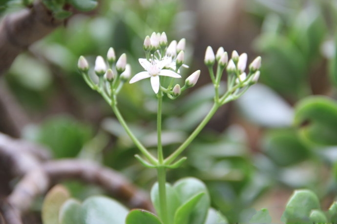 玉树(景天科植物) 玉树(景天科植物)