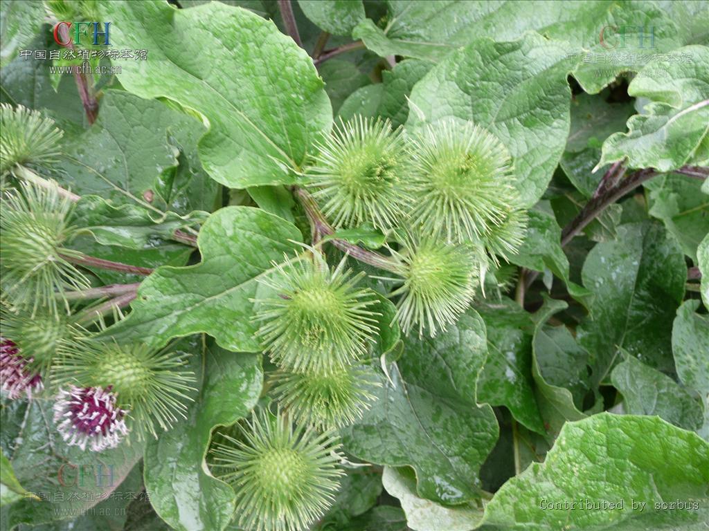牛蒡(桔梗目菊科植物) 牛蒡(桔梗目菊科植物)