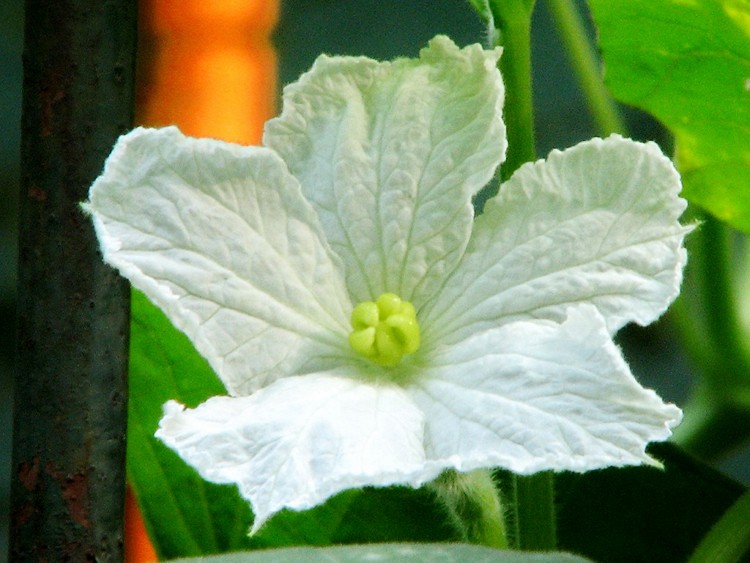 葫芦花 葫芦花